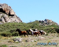 cheavaux-corse